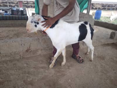 Best Quality Male Available