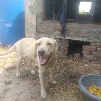 labra