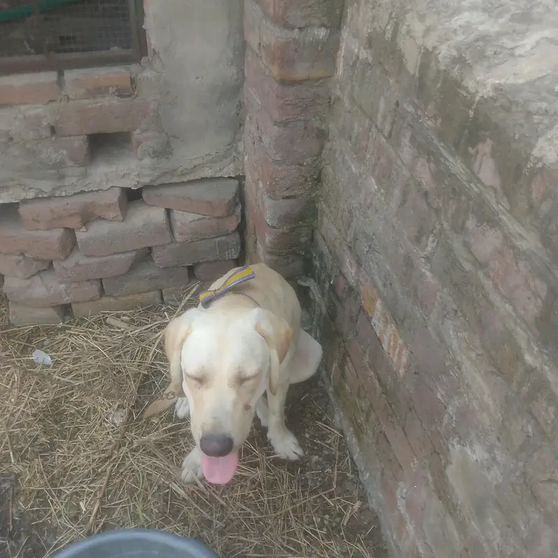 labra — photo 2