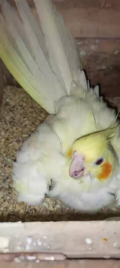  breeder pair forsale