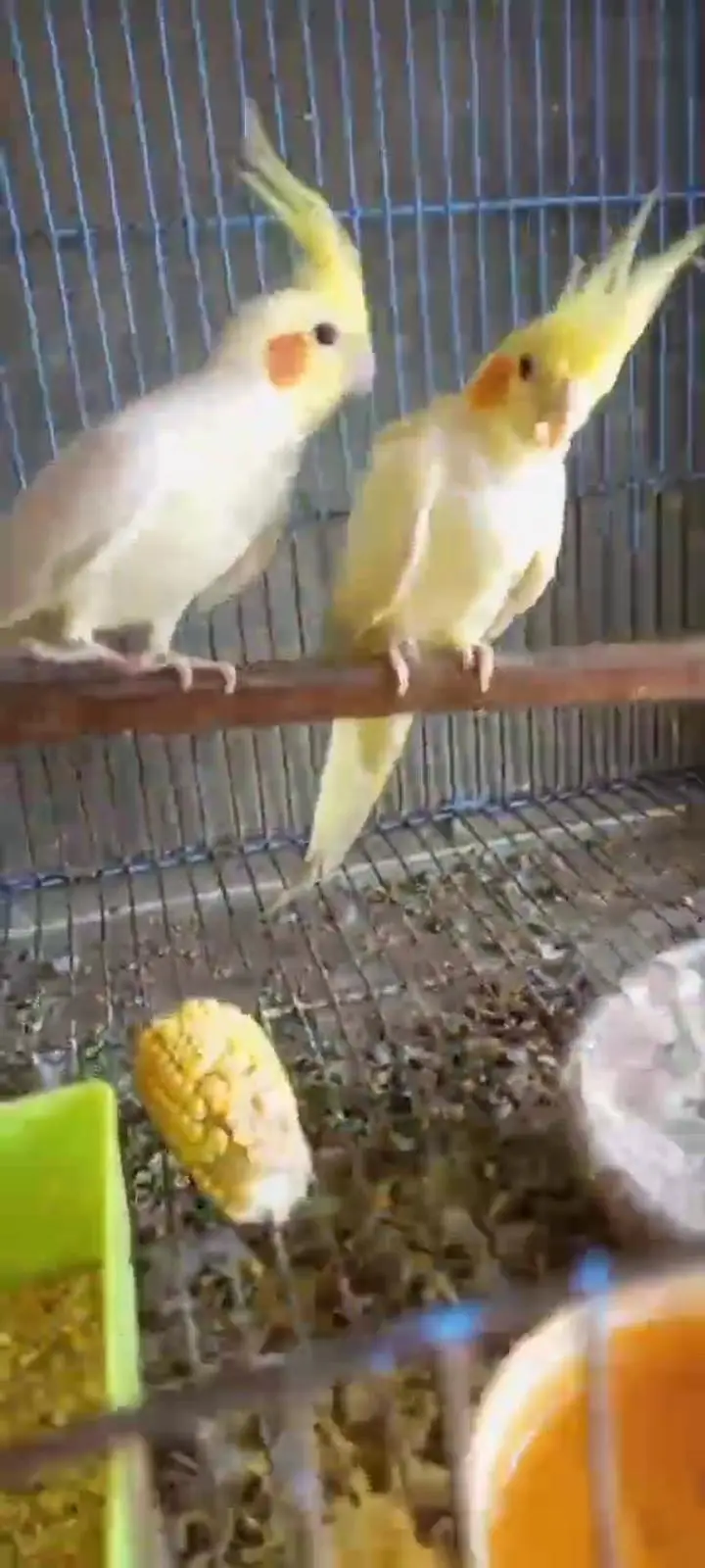  breeder pair forsale — photo 2