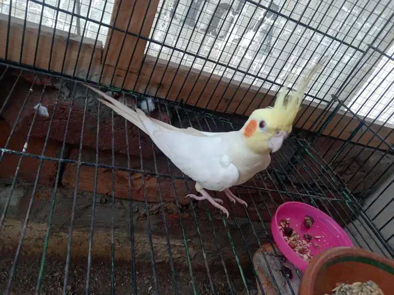  breeder pair forsale — photo 3