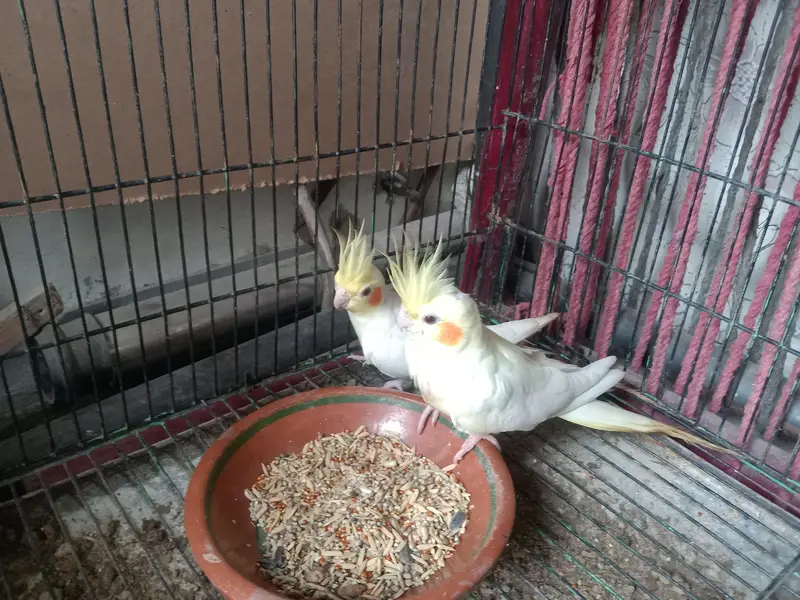  breeder pair forsale — photo 4