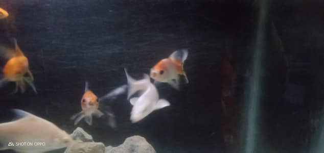 gold fish and koi for sale