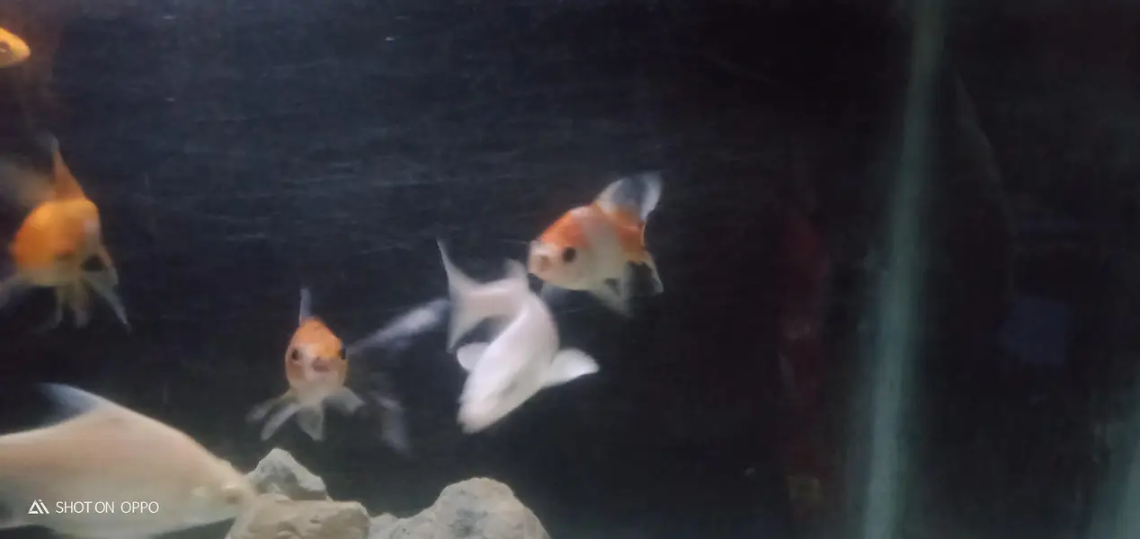 gold fish and koi for sale