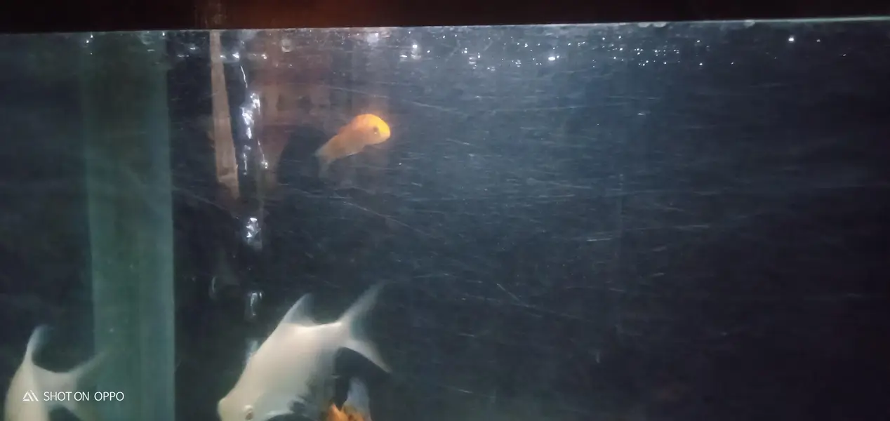gold fish and koi for sale — photo 2