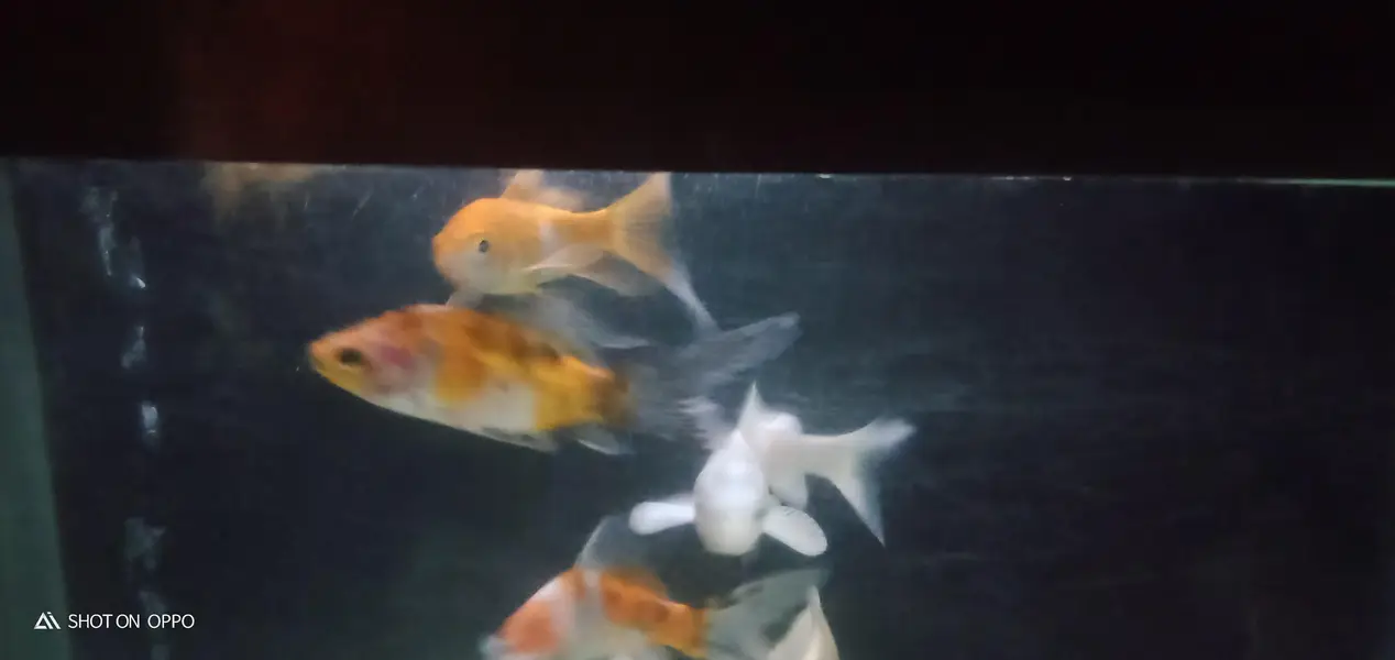gold fish and koi for sale — photo 3