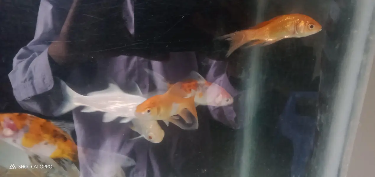 gold fish and koi for sale — photo 4