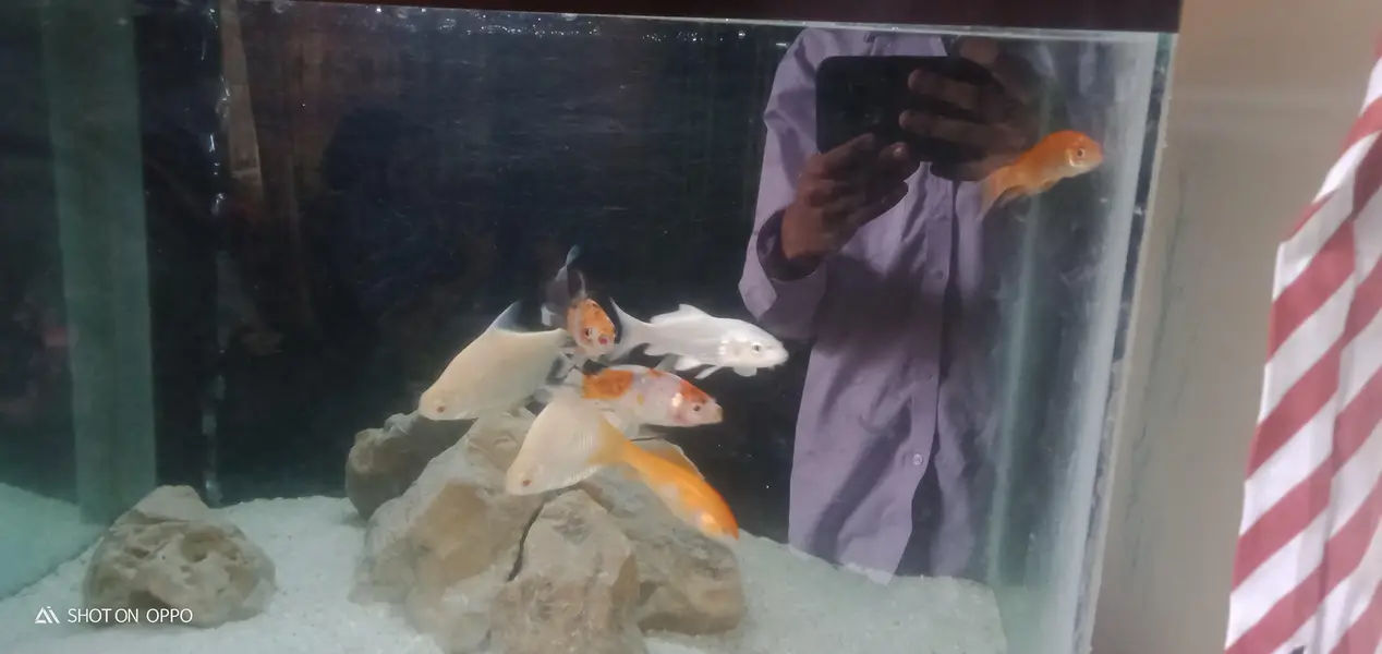gold fish and koi for sale — photo 5