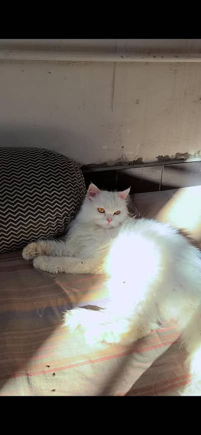 2 female cats