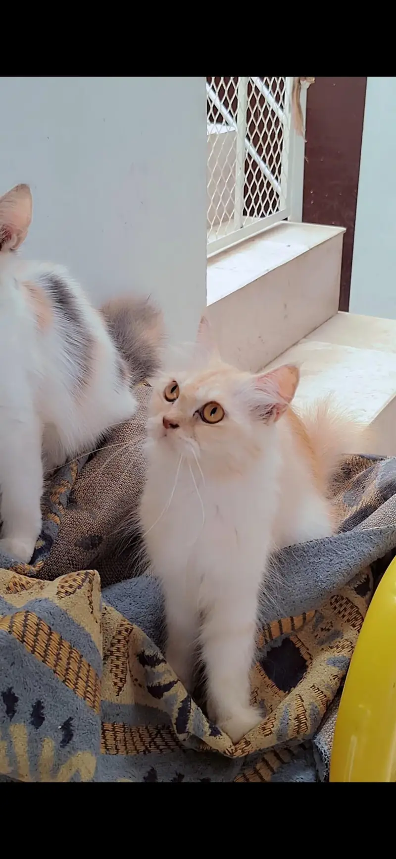 2 female cats — photo 2