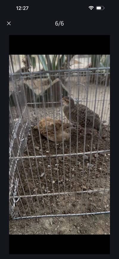 Pure irani male pure Dakhni female pair for sale