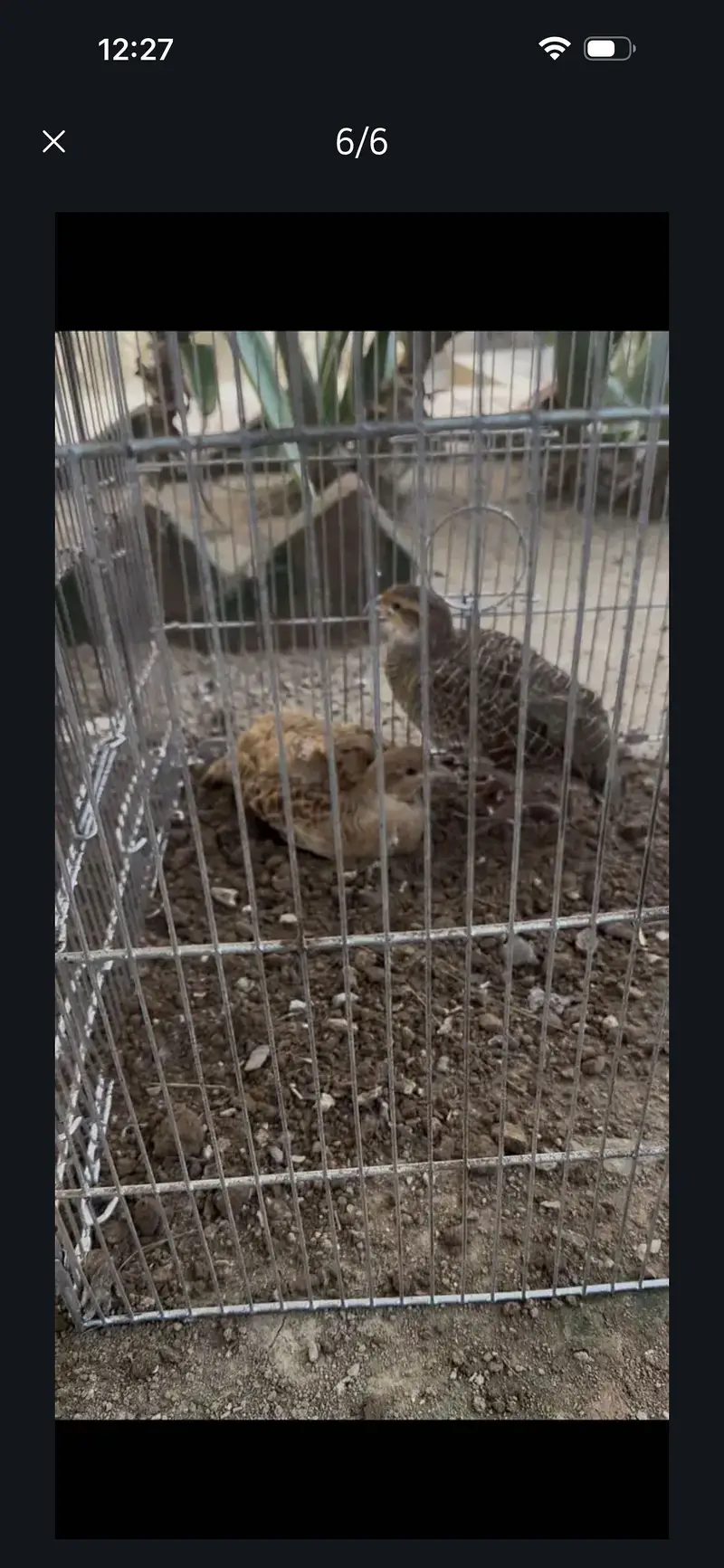 Pure irani male pure Dakhni female pair for sale