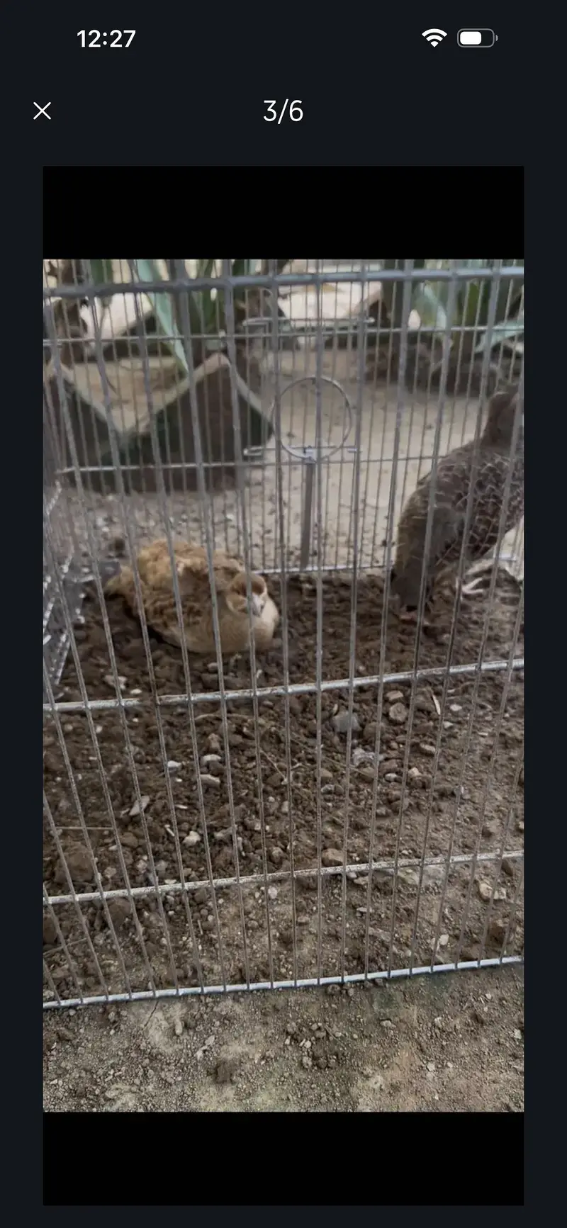 Pure irani male pure Dakhni female pair for sale — photo 2