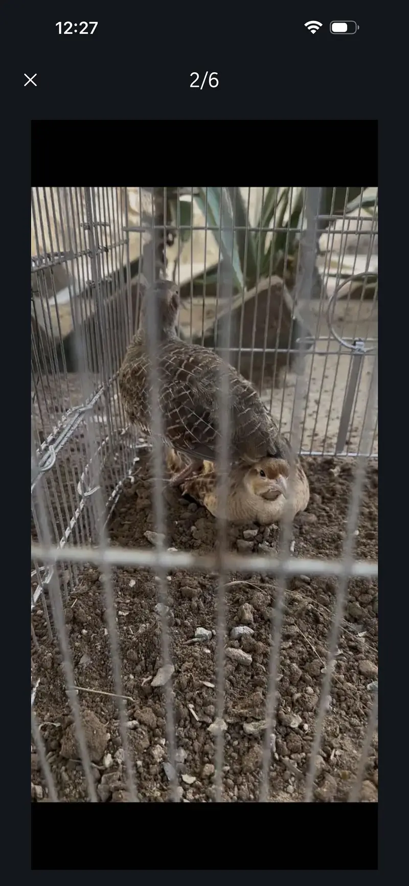 Pure irani male pure Dakhni female pair for sale — photo 3