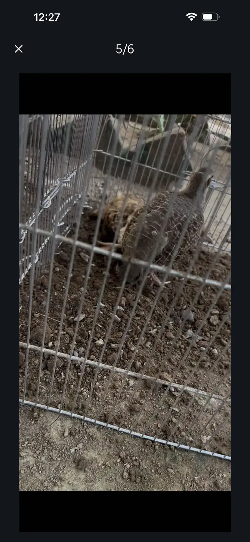 Pure irani male pure Dakhni female pair for sale — photo 4