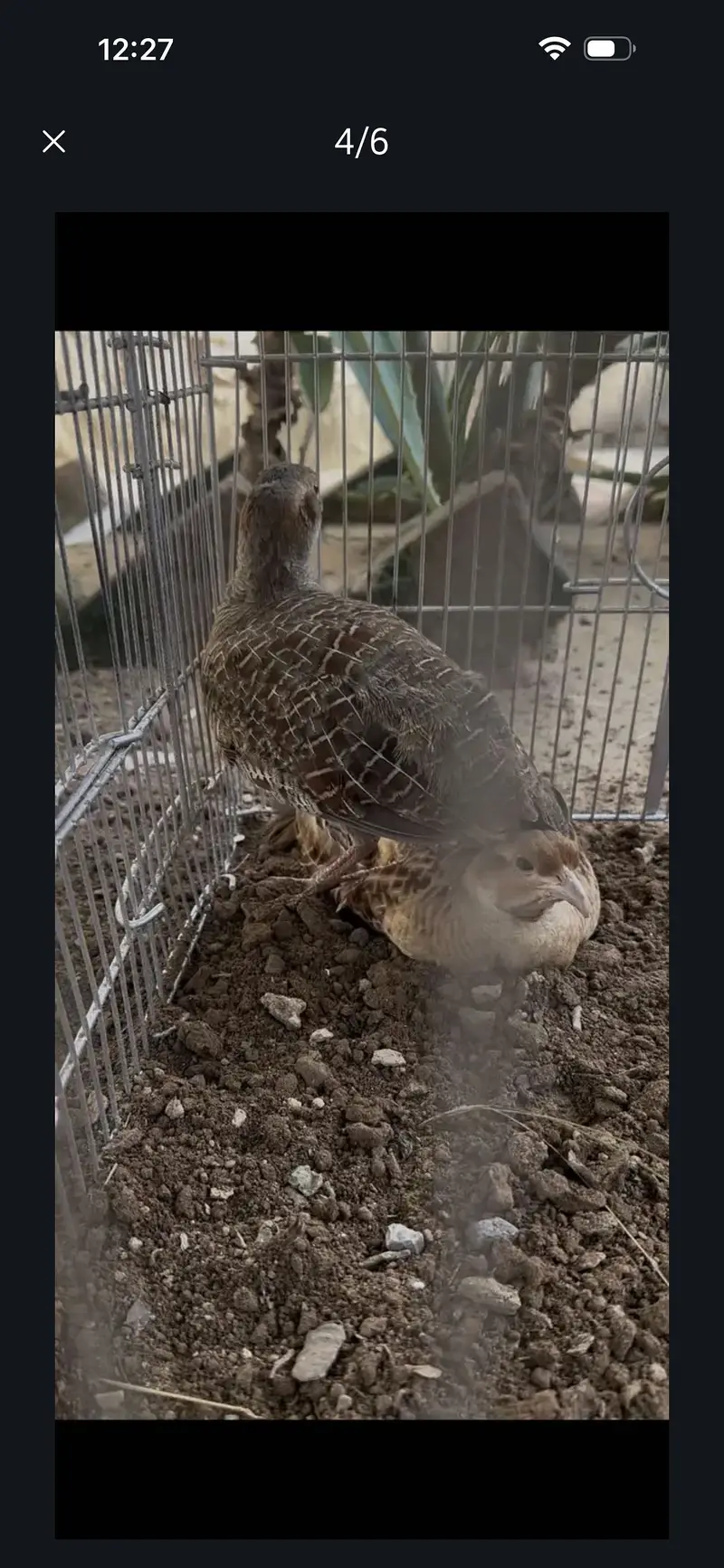 Pure irani male pure Dakhni female pair for sale — photo 5