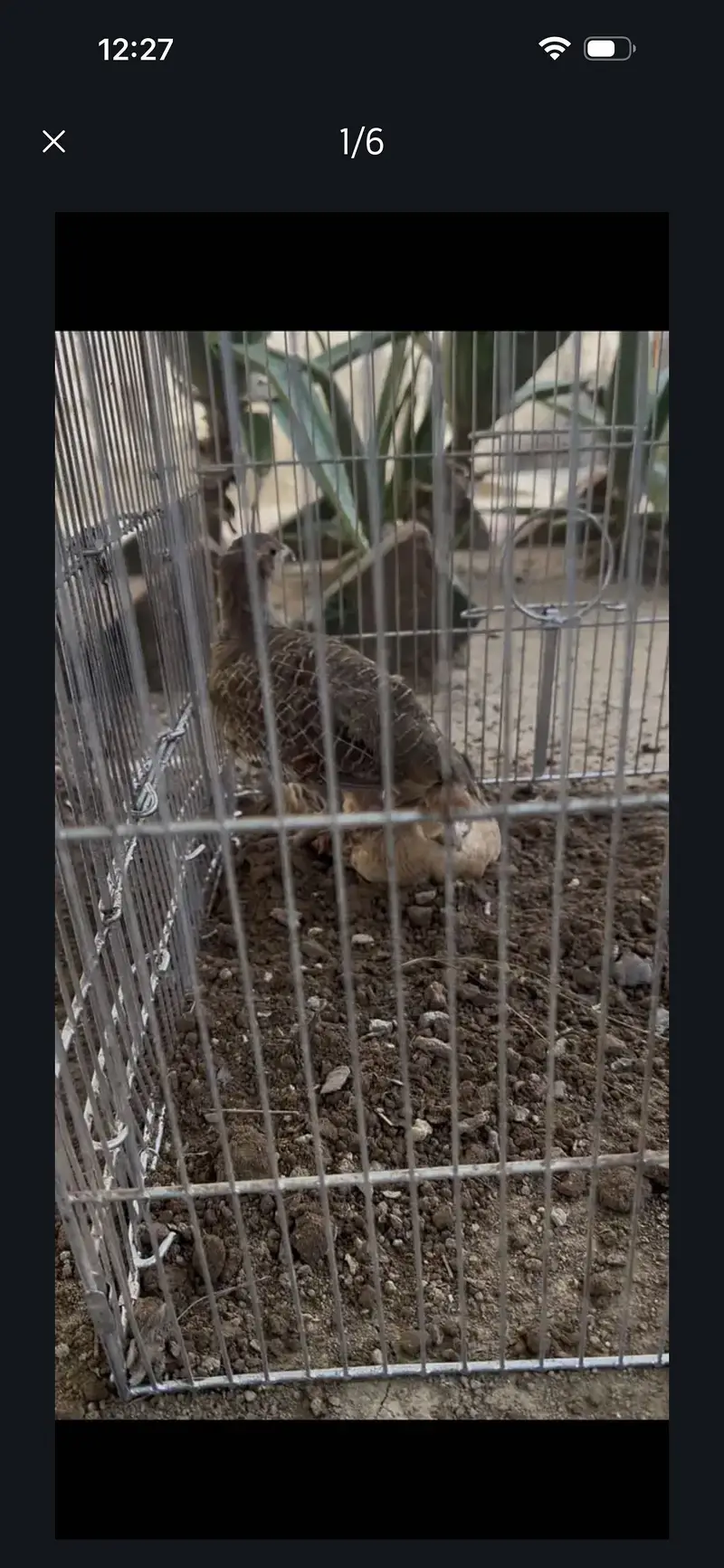 Pure irani male pure Dakhni female pair for sale — photo 6
