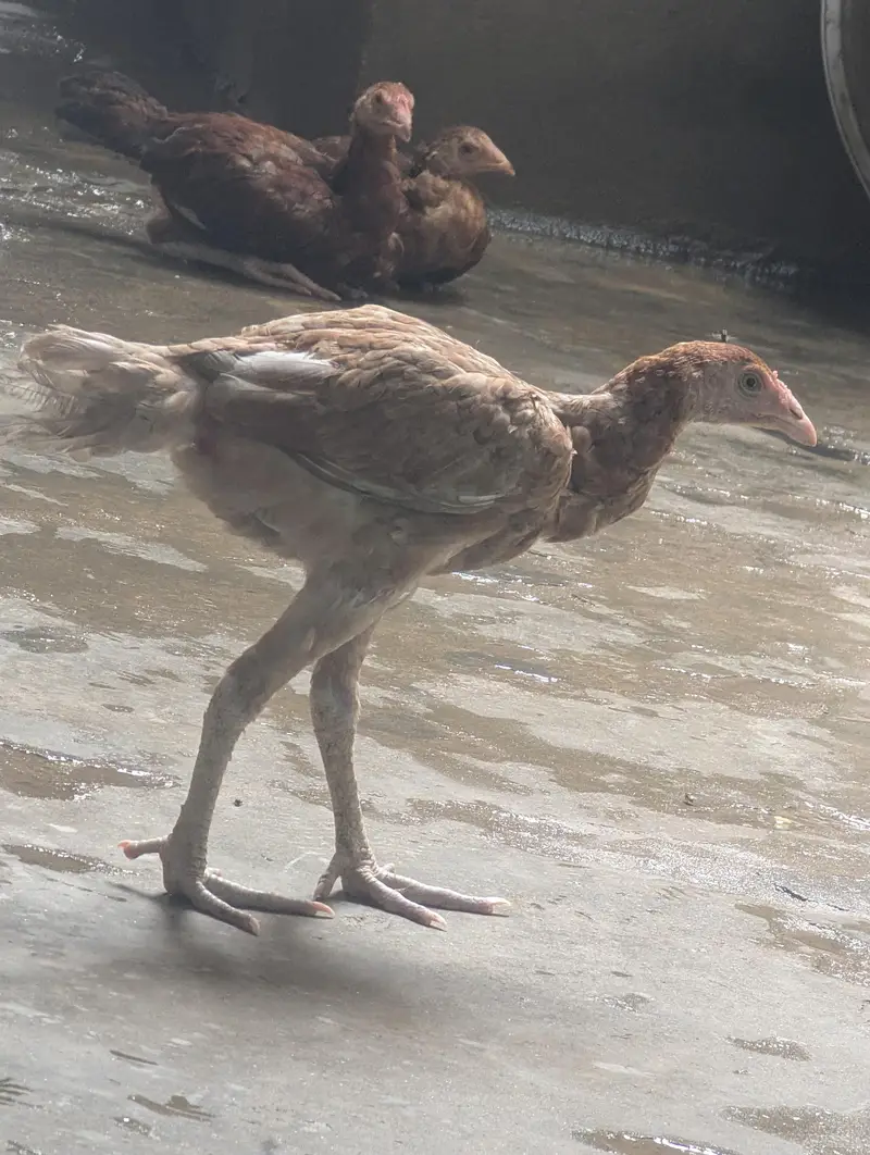 achi nasal hai aseel — photo 2