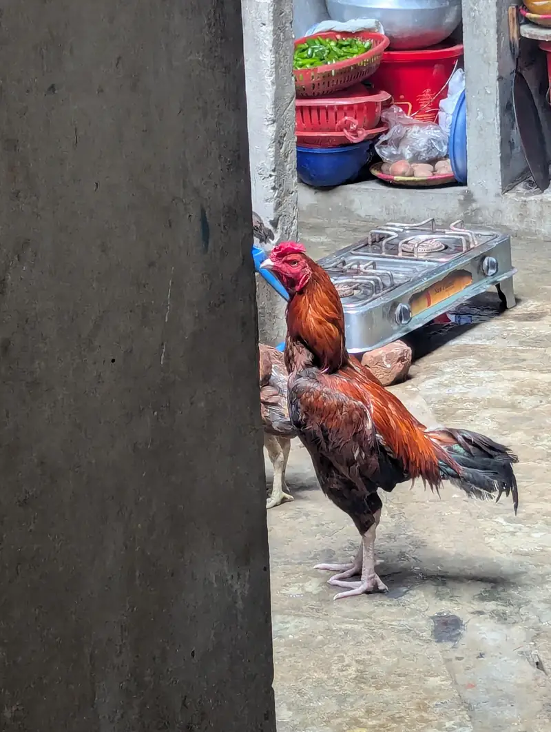 achi nasal hai aseel — photo 3