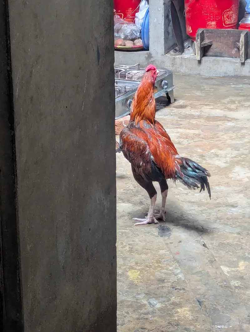 achi nasal hai aseel — photo 4