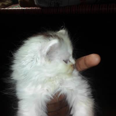 kitten sale
