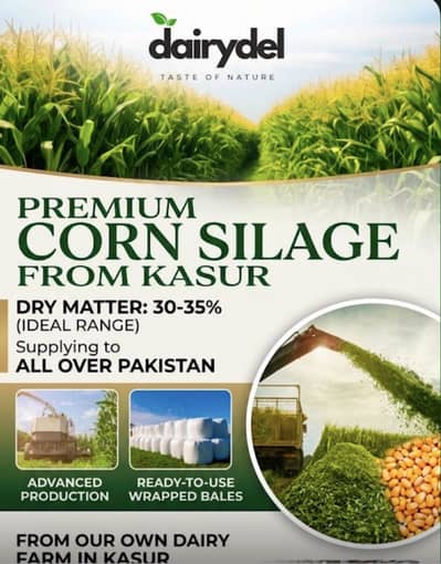 DairyDel Corn Silage (Premium Baharia)