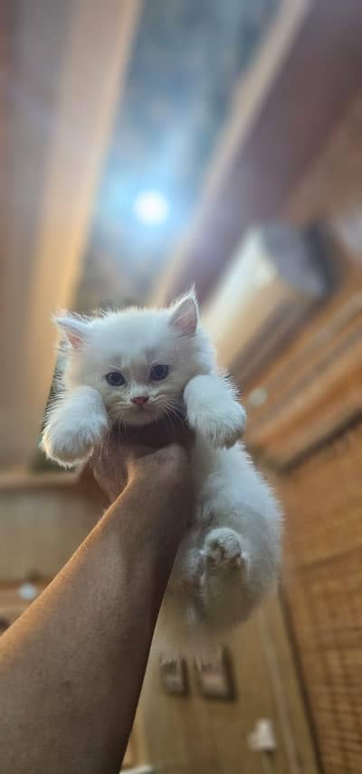 Persian kitten triple coated