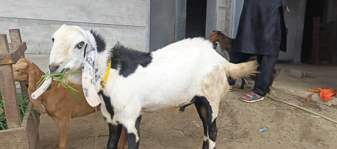 ablug bakra