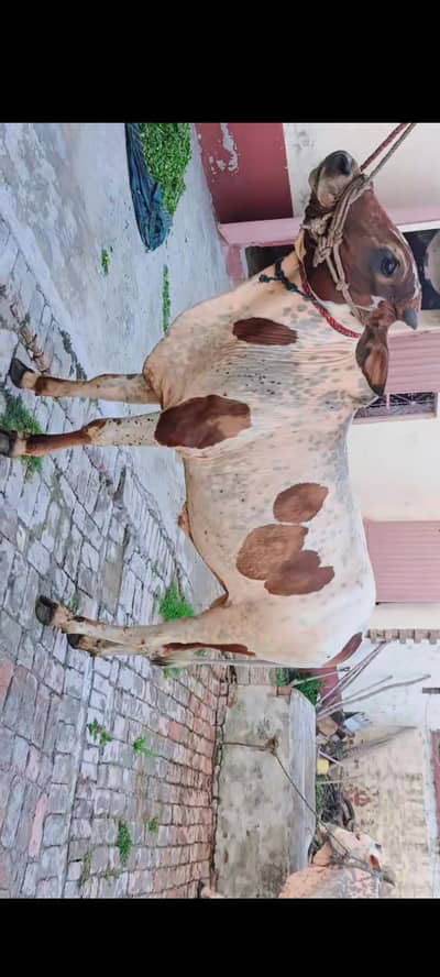 Qurbani bulls for sale