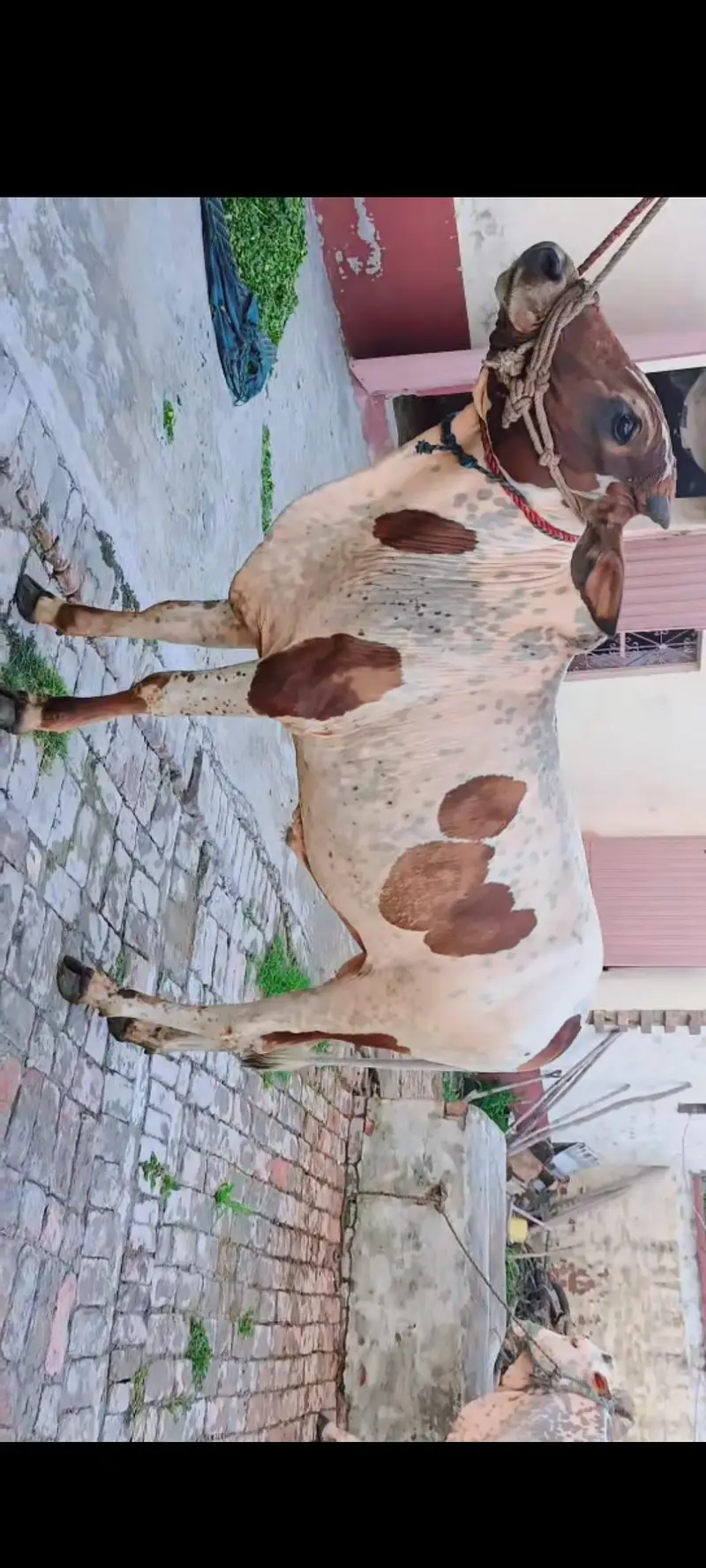 Qurbani bulls for sale