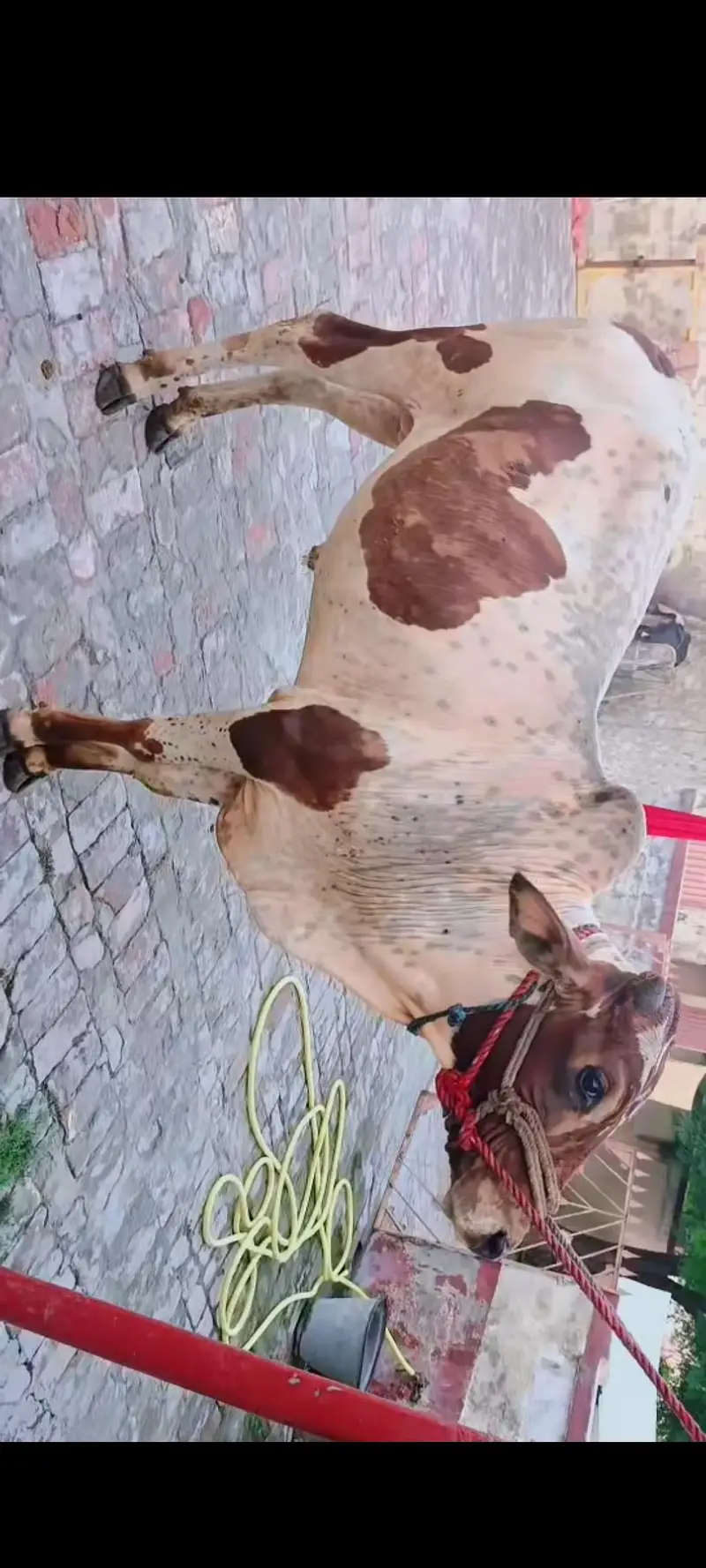 Qurbani bulls for sale — photo 2