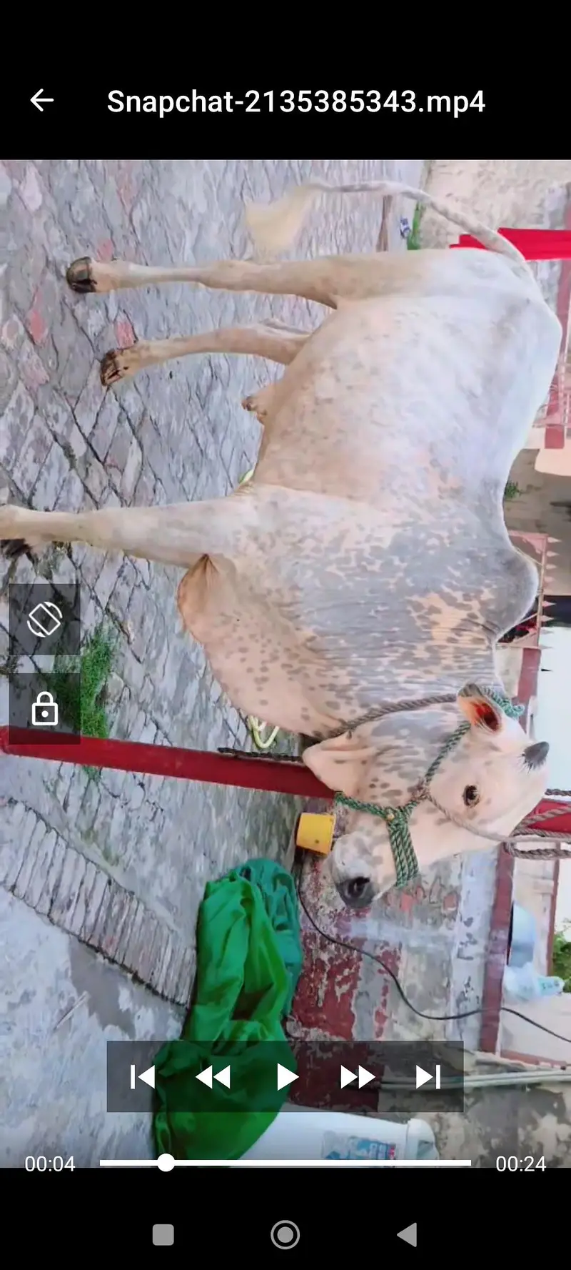 Qurbani bulls for sale — photo 3