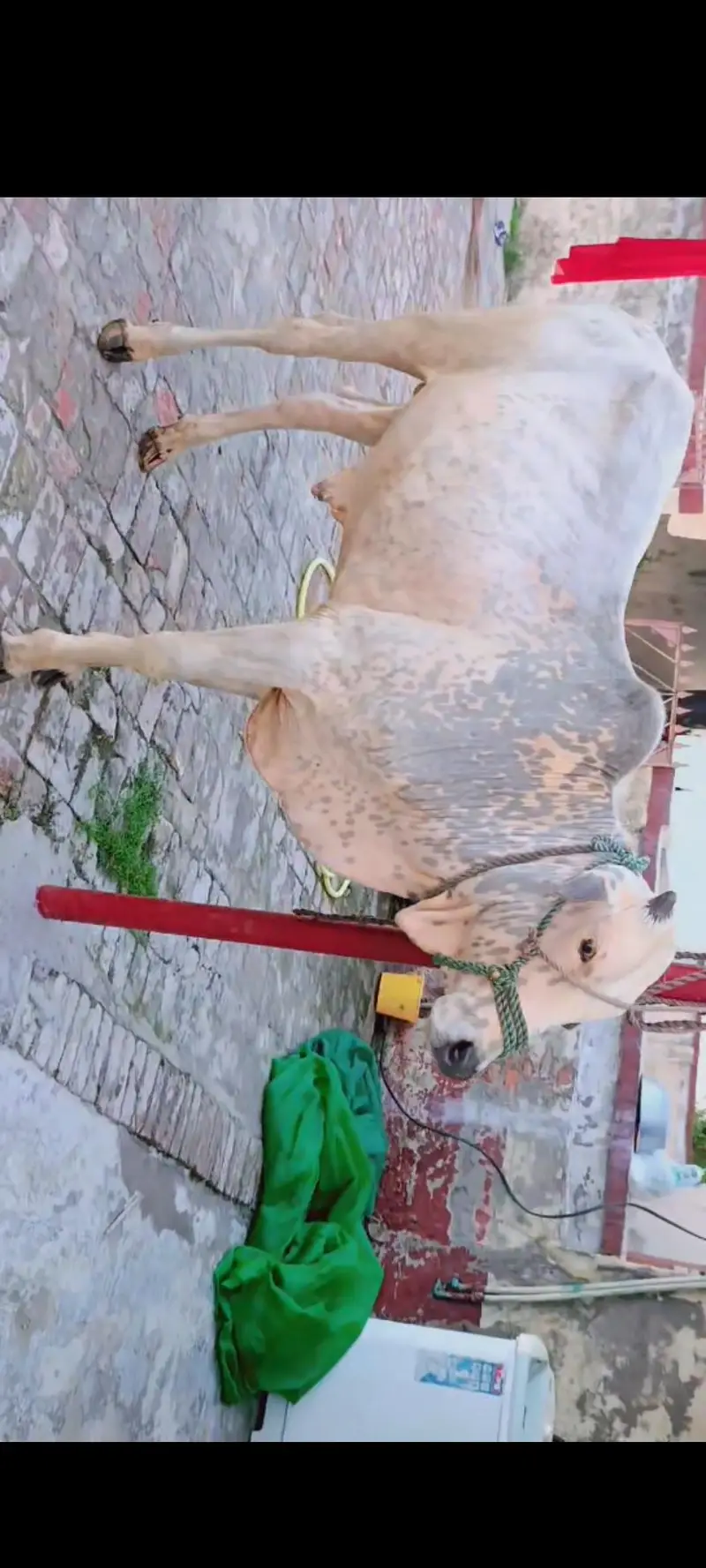 Qurbani bulls for sale — photo 4