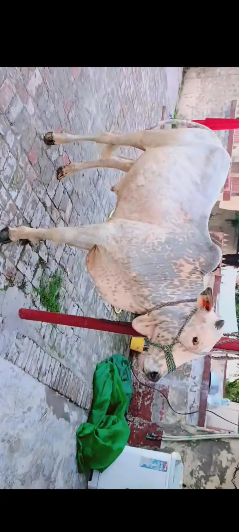 Qurbani bulls for sale — photo 5