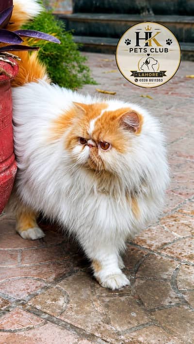 Male Cat available For mating