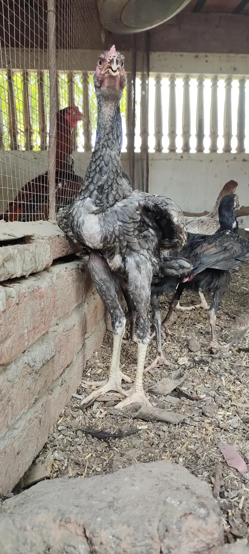 3 Top high quality blue grey saleti pathay — photo 2