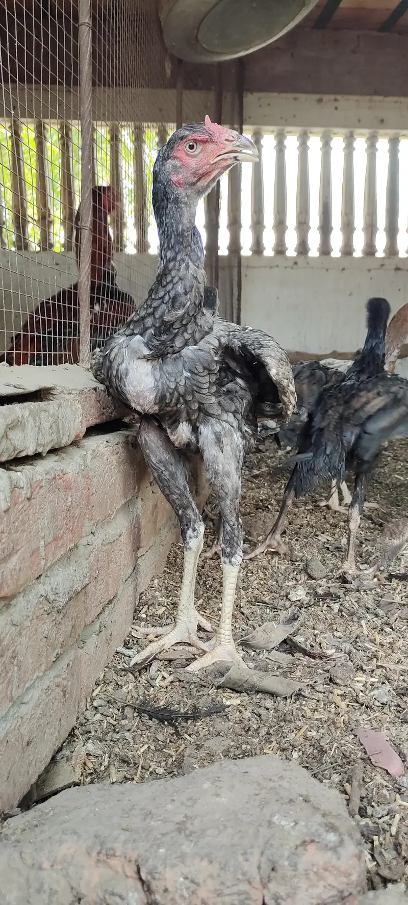 3 Top high quality blue grey saleti pathay — photo 3
