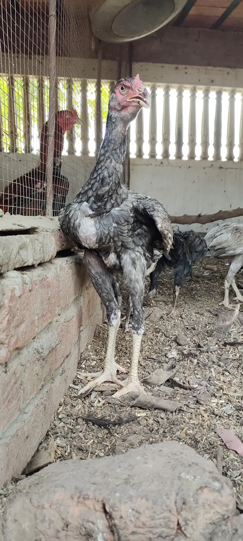 3 Top high quality blue grey saleti pathay — photo 4
