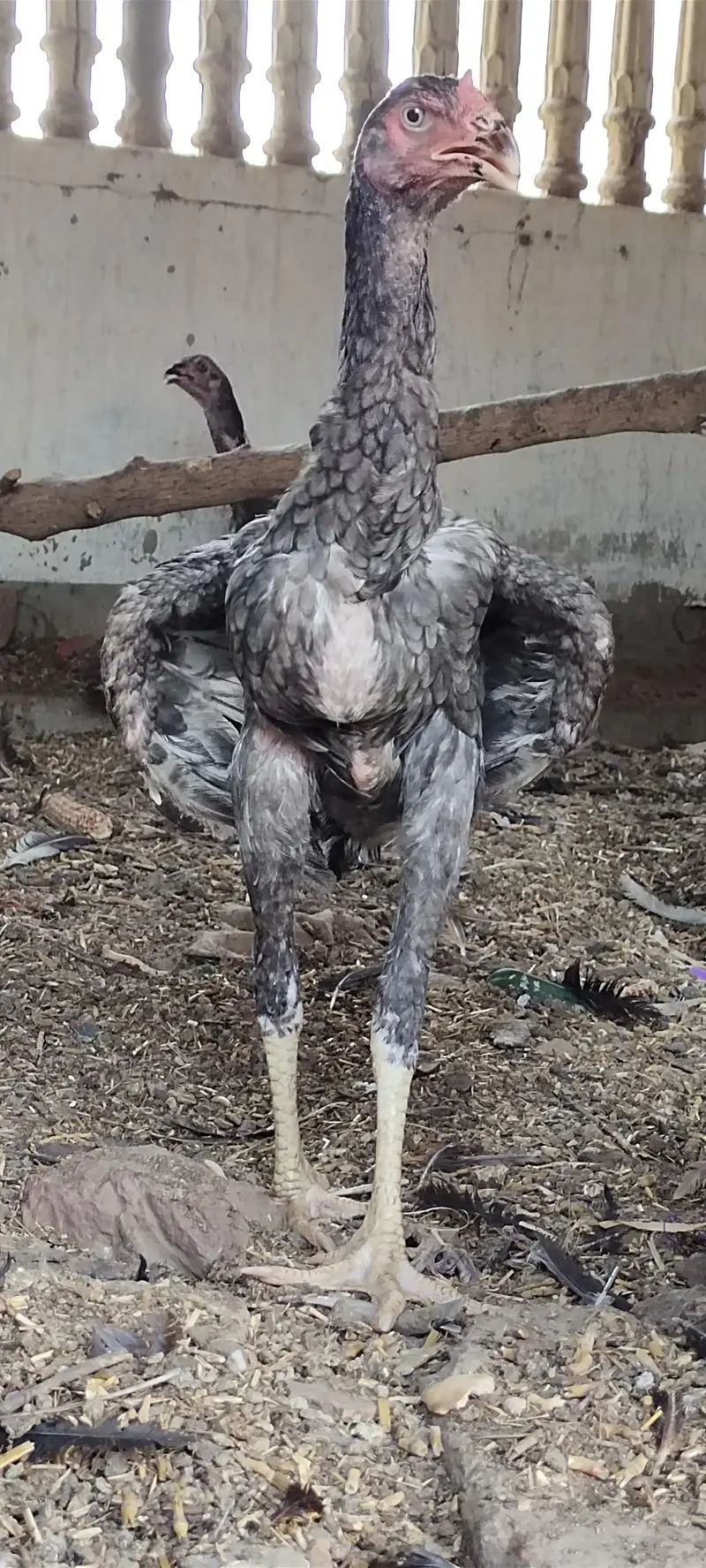 3 Top high quality blue grey saleti pathay — photo 10