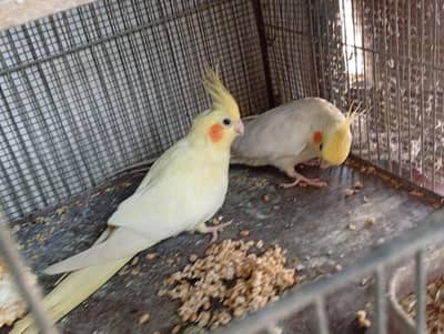 Cockatie & Love Birds Breeder Pairs Available For sale