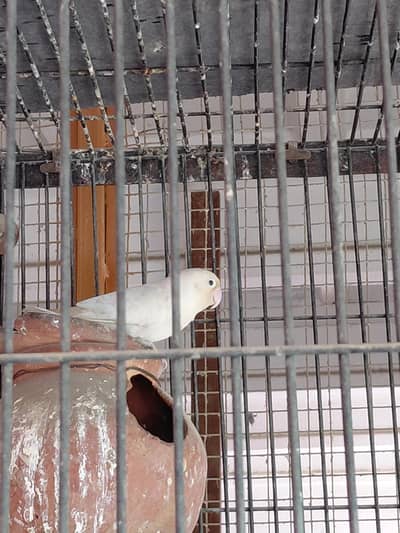 Australian parrot