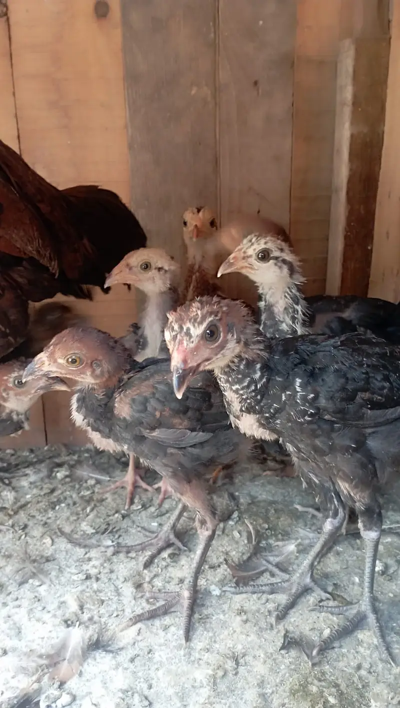 amroha aseel breeder 8 bchy sath — photo 2