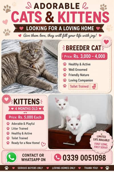 Breeder female for sale