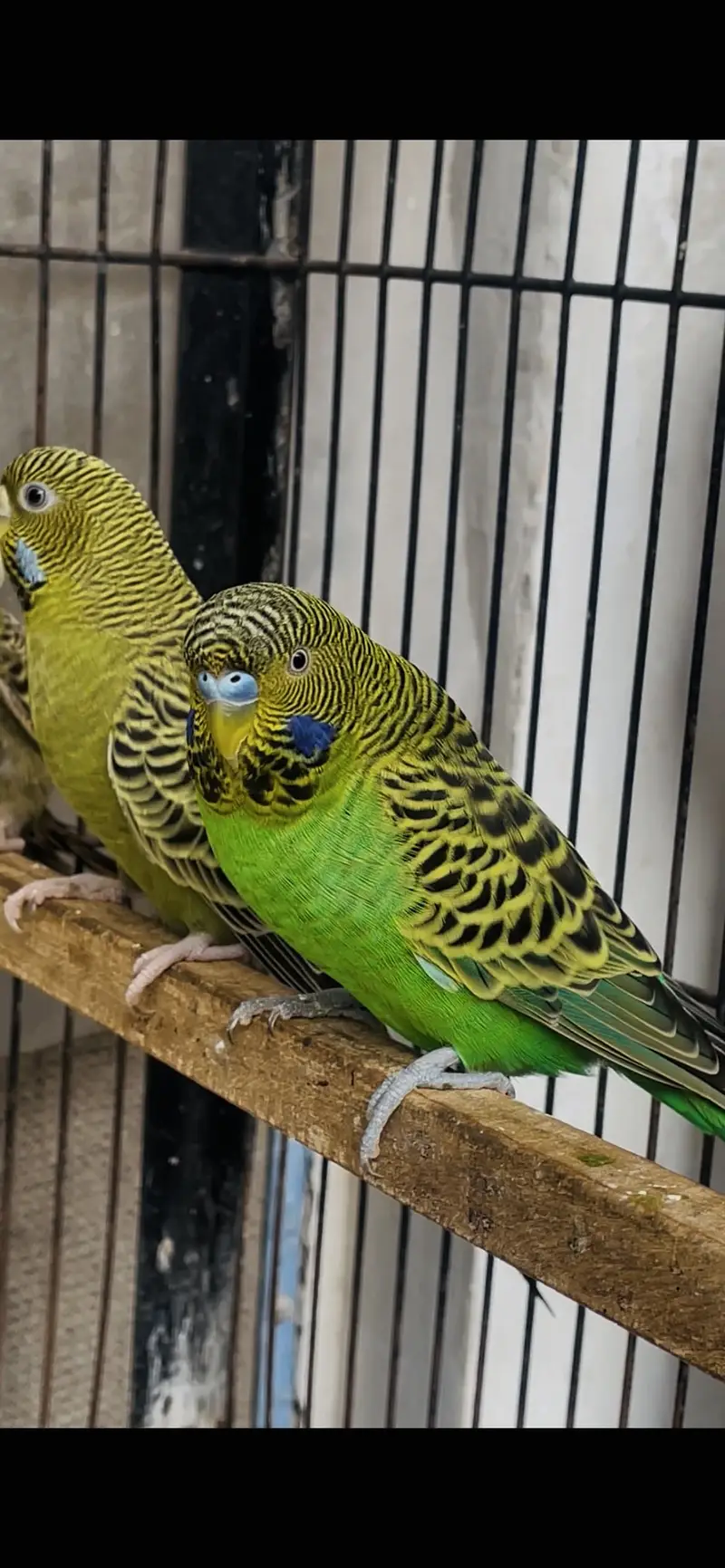 black face budgies breader pair — photo 2