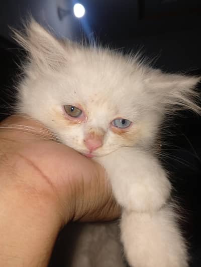 Persian kittens