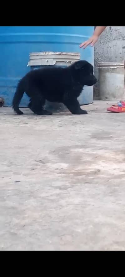 Pure Black German Shepherd Puppy