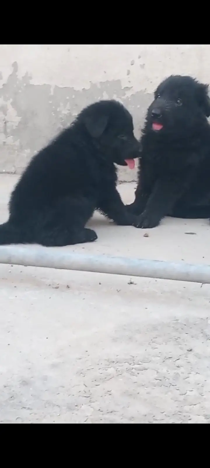 Pure Black German Shepherd Puppy — photo 2