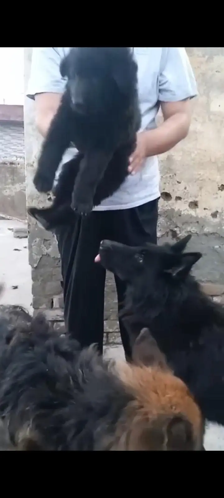 Pure Black German Shepherd Puppy — photo 3