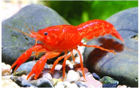 Lobster Healthy And Active Cray Fish Good Size